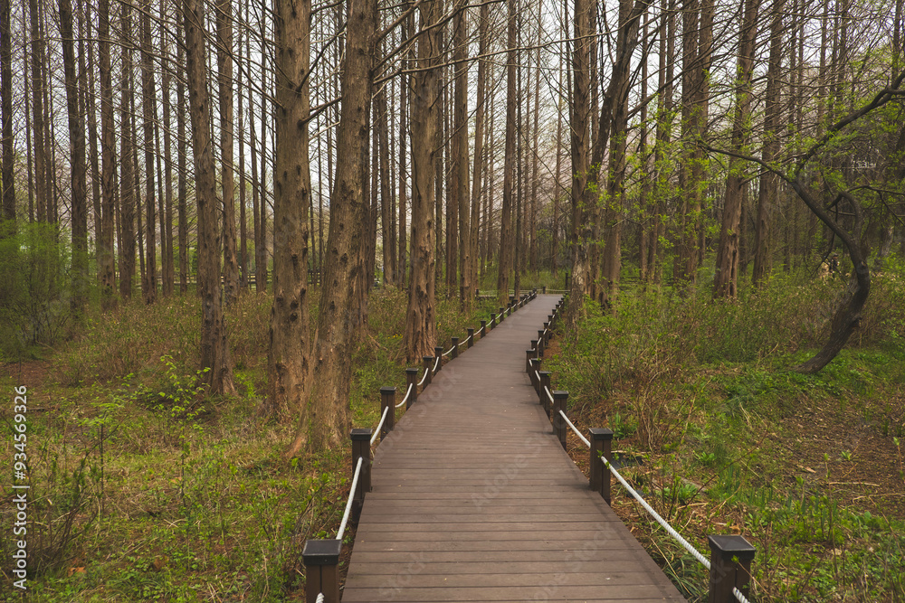 Lush Walking Trail Through the Forest: A Serene Nature Escape Lush Walking Trail Through the Forest: A Serene Nature Escape