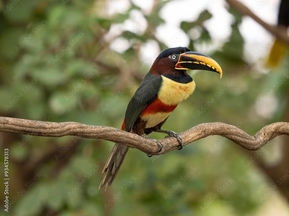 Chestnut-eared Aracari, Pteroglossus castanotis, sitting on a branch Northern Pantanal, Brazil, South America Chestnut-eared Aracari, Pteroglossus castanotis, sitting on a branch Northern Pantanal, Brazil, South America