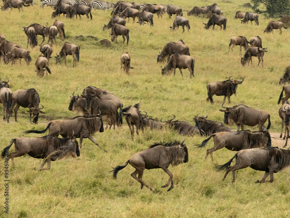White-bearded Gnu, Connochaetes taurinus, Serengeti National Park, Tanzania, Africa White-bearded Gnu, Connochaetes taurinus, Serengeti National Park, Tanzania, Africa