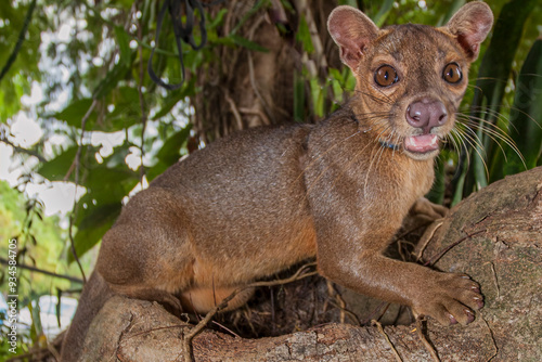 Endangered vicious fossa.