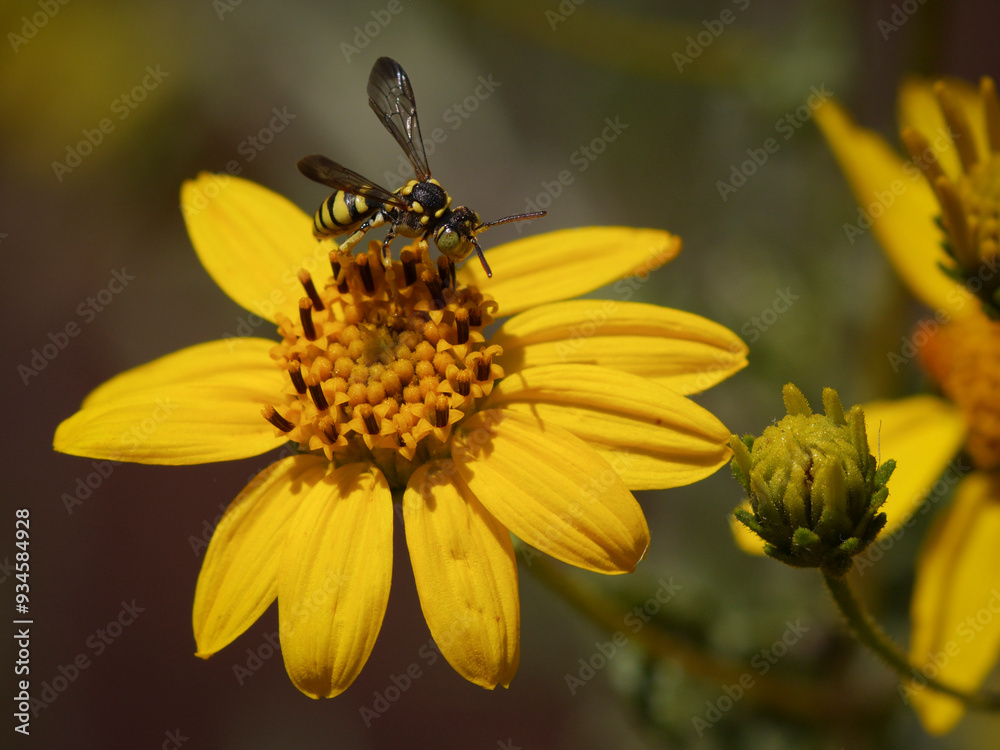 Nomada bee on San Diego Viguiera (also known as tornleaf goldeneye). This bee looks like a small wasp and is a kleptoparasite on other bees (its young take over another bee's nest). Nomada bee on San Diego Viguiera (also known as tornleaf goldeneye). This bee looks like a small wasp and is a kleptoparasite on other bees (its young take over another bee's nest).