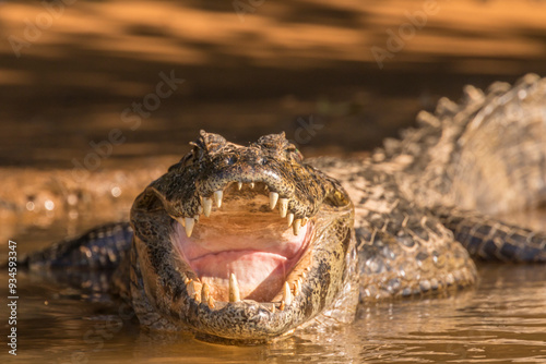 Brazil, Pantanal. Jacare caiman reptile close-up.  photo