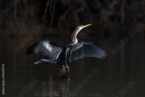 Brazil, The Pantanal. An anhinga perches of a snag while drying its wings photo