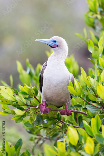 Ecuador, Galapagos Islands, Genovesa, Darwin Bay Beach, red-footed booby (Sula sula websteri) perching in mangrove branches. photo