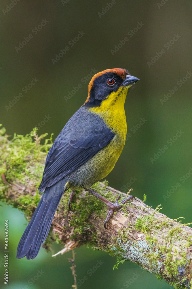 Yellow-breasted brushfinch, cloud forest, Ecuador Yellow-breasted brushfinch, cloud forest, Ecuador