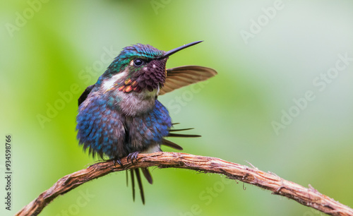 Gorgeted woodstar (male) preparing for take-off, cloud forest, Ecuador photo