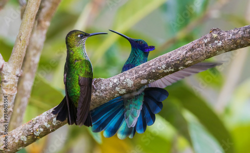Violet-fronted brilliant (female) and a sparkling violetear confront one another in the mountain forest of Peru