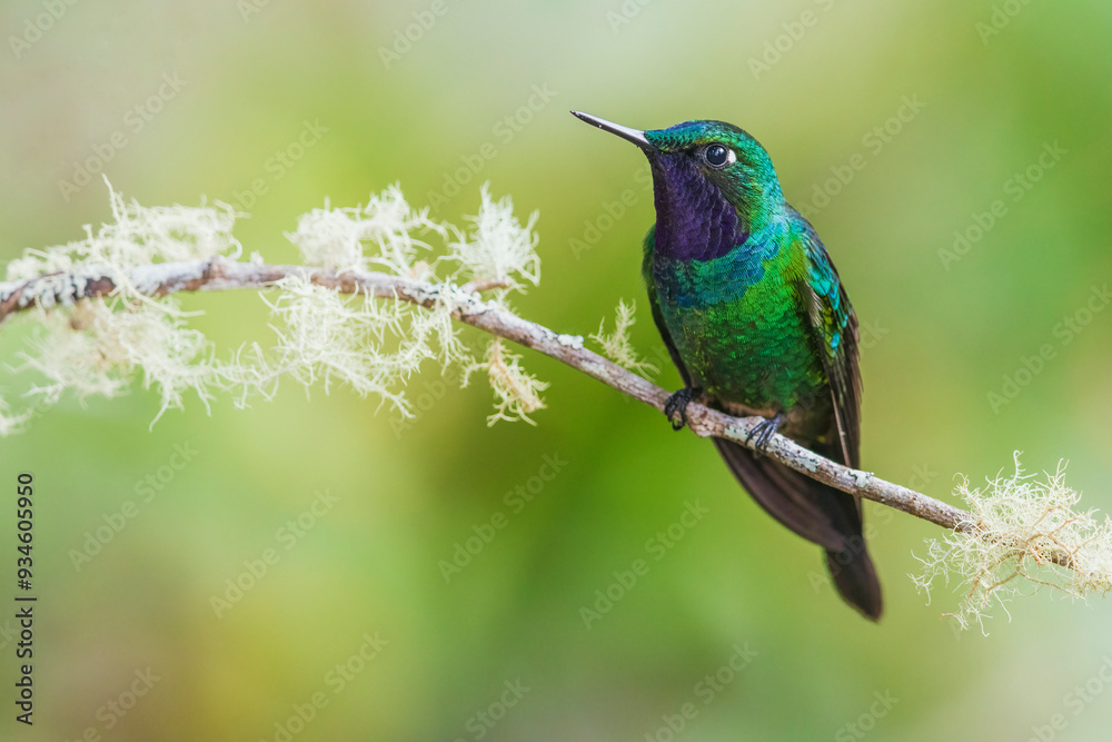 Purple-throated sunangel rests for a moment in the forest of Peru Purple-throated sunangel rests for a moment in the forest of Peru