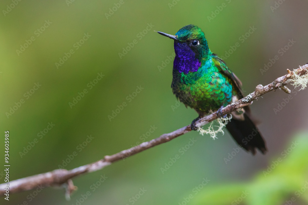 Purple-throated sunangel rests for a moment in the forest of Peru