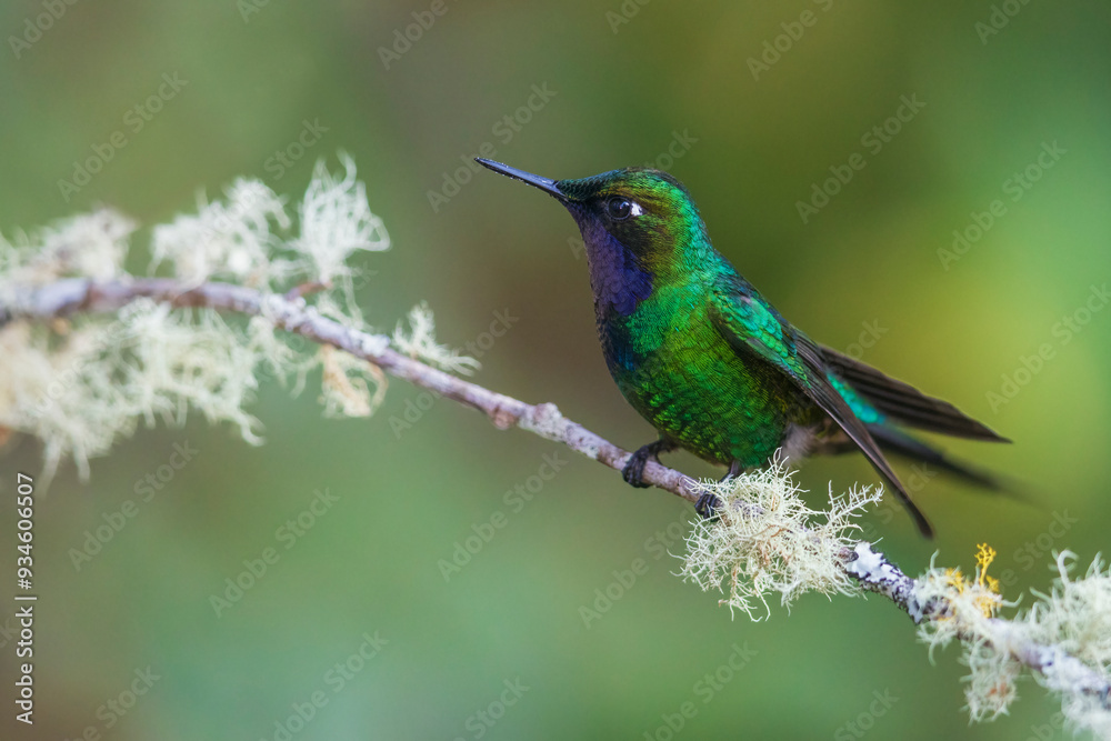 Purple-throated sunangel rests for a moment in the forest of Peru Purple-throated sunangel rests for a moment in the forest of Peru