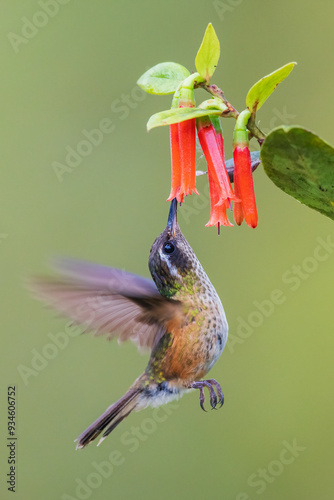 White-bellied woodstar going in for some nectar, in the mountains of Peru photo