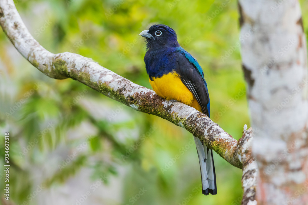 Green-backed trogon pauses for a look about in the forest of Peru Green-backed trogon pauses for a look about in the forest of Peru