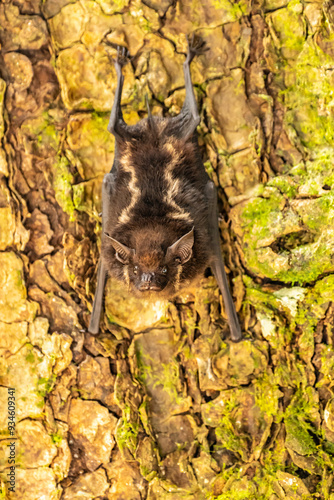 Costa Rica, Parque Nacional Carara. Greater sac-winged bat on tree. photo