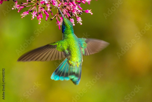 Costa Rica, Cordillera de Talamanca. Green violetear hummingbird feeding on fuchsia. photo