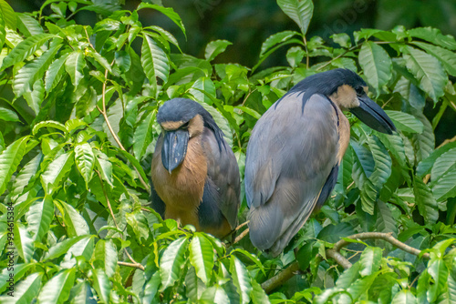 Costa Rica, Arenal. Boat-billed heron pair in tree. photo