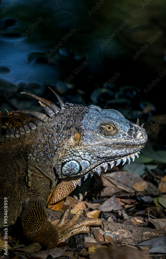 Nicoya Peninsula, Costa Rica, Central America. Green Iguana in breeding colors.