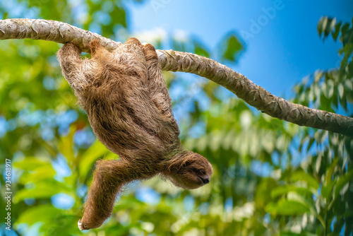 Costa Rica. Close-up of three-toed sloth hanging on limb.