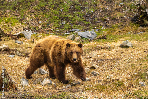 USA, Alaska, Sitka, Fortress of the Bear. Captive brown bear at rescue center.  photo