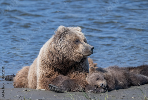 Brown bear mama remains vigilant while her dub snoozes.