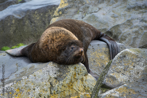 Alaska, Pribilof Islands, Saint Paul, Northern fur seal (Callorhinus ursinus)
