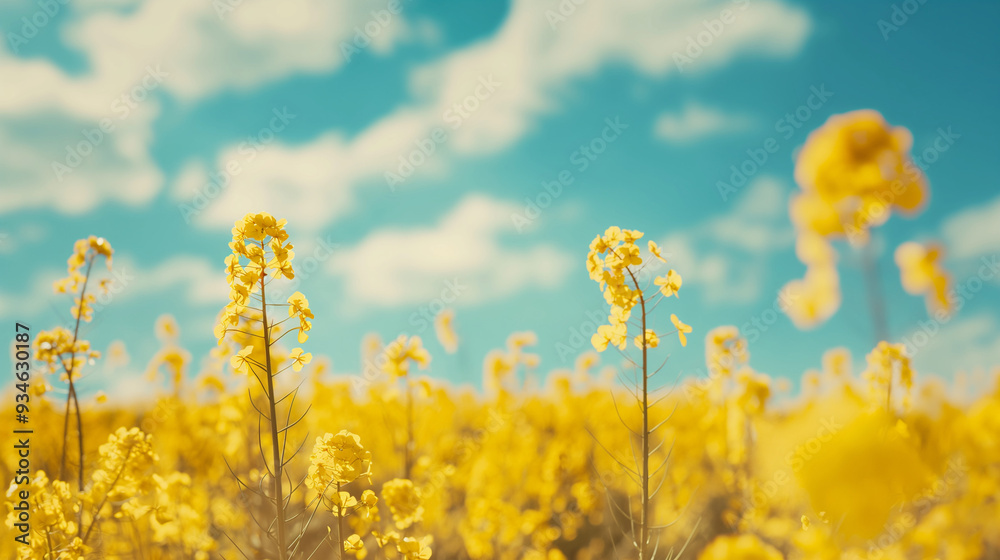 Fototapeta premium Vibrant yellow rapeseed flowers bloom across a rural field under a blue summer sky
