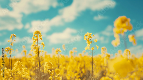 Vibrant yellow rapeseed flowers bloom across a rural field under a blue summer sky