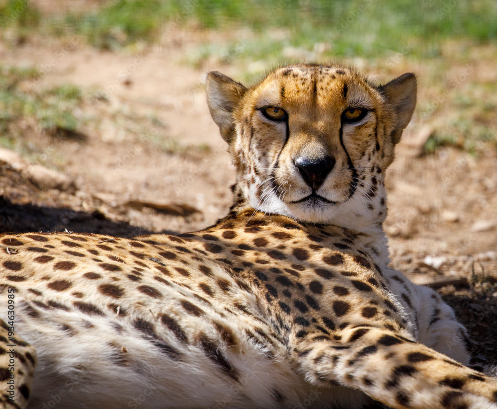USA, Arizona, Waddell, Wildlife World Zoo. Close-up of resting cheetah. USA, Arizona, Waddell, Wildlife World Zoo. Close-up of resting cheetah.