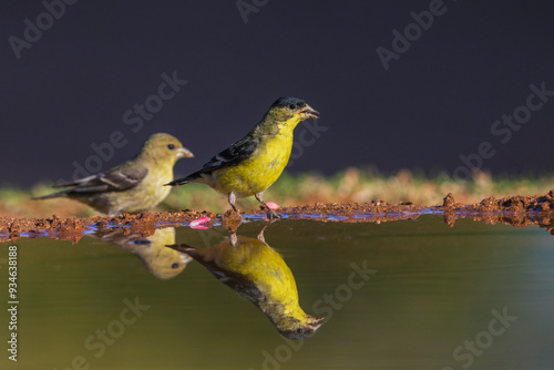 Lesser goldfinch pair getting a drink, USA, Arizona photo