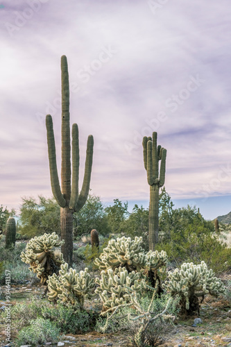 Arizona, Scottsdale. McDowell Sonoran Preserve, Sonoran Desert