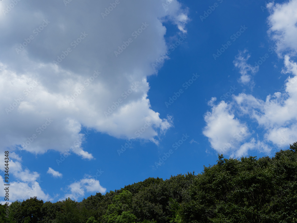 夏の綺麗な青空と緑の森の風景 夏の綺麗な青空と緑の森の風景