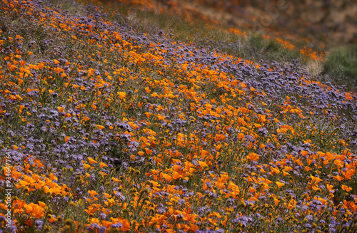 USA, California, Mojave Desert. Poppies and globe gilia flowers on hillside. photo