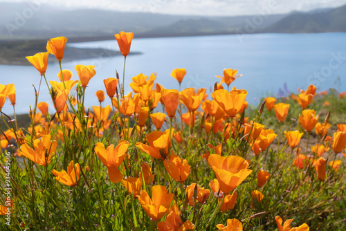 USA, California, Diamond Valley State Park. Close-up of yellow poppies.
