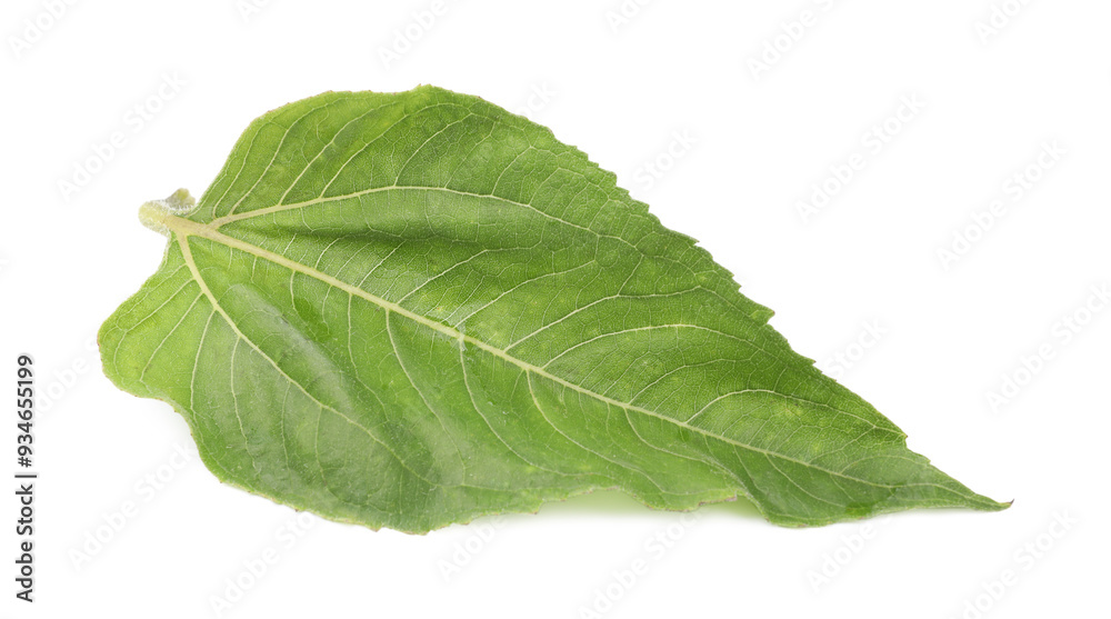 Fototapeta premium One green sunflower leaf isolated on white