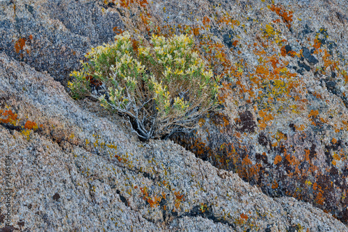 USA, California, Lone Pine, Inyo County. Alabama Hills with lichen covered rocks and blooming rabbit bush photo