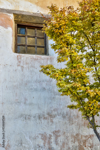 United States, California, Carmel, Basilica of San Carlos Borromeo del Rio Carmelo, Tree Outside the Basilica photo