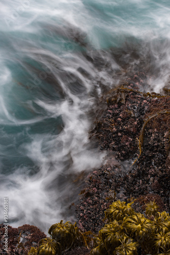 USA, California. Sea palms (Postelsia palmaeformis) and mussels with swirling incoming tide, Salt Point State Park, California. (Large format sizes available) photo