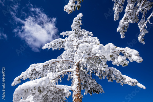 Rime ice on pines in the San Bernardino Mountains. San Bernardino National Forest, California, USA. photo