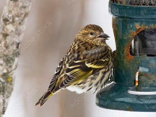 bird at feeder photo