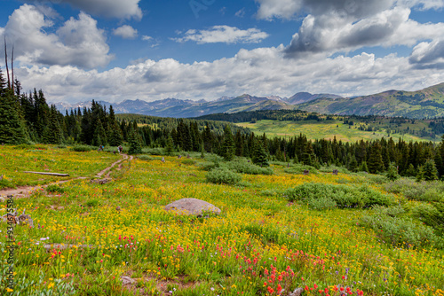 USA, Colorado, Shrine Pass, Vail. Flowery landscape in summer. 