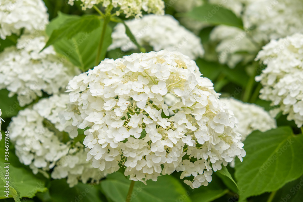 Lush Hydrangea Garden in Full Bloom: A Colorful Summer Landscape Lush Hydrangea Garden in Full Bloom: A Colorful Summer Landscape