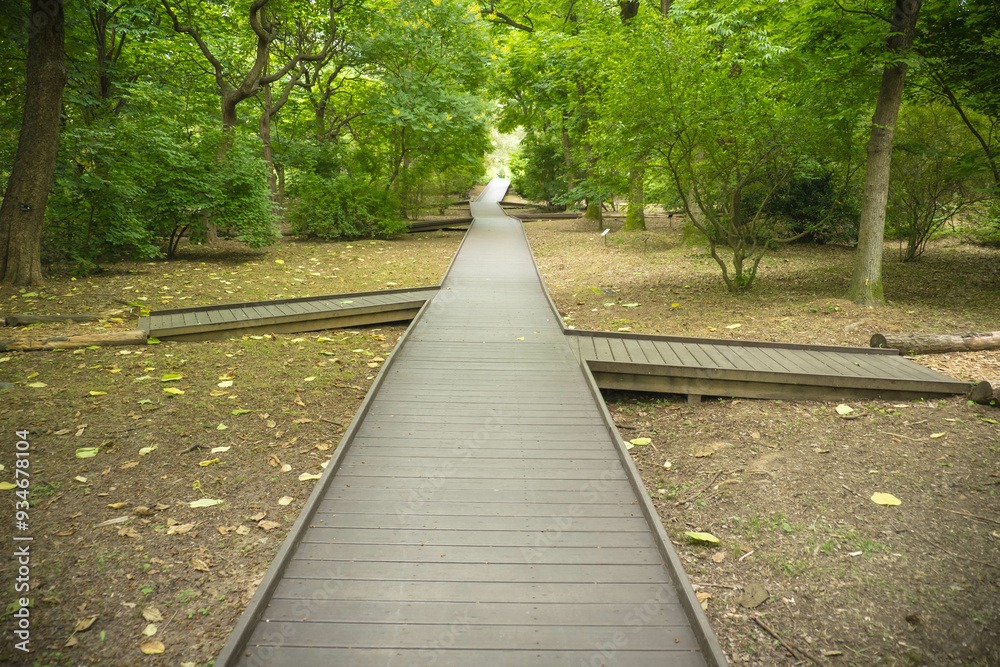 Lush Walking Trail Through the Forest: A Serene Nature Escape Lush Walking Trail Through the Forest: A Serene Nature Escape