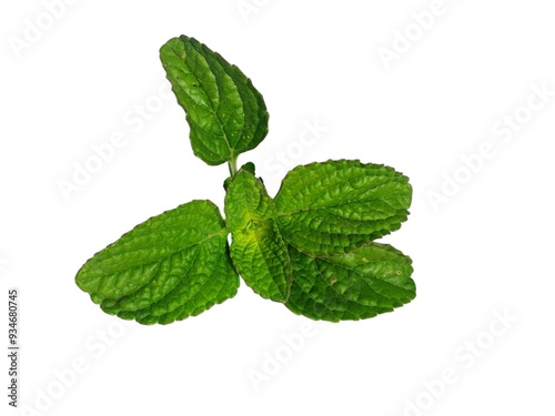 mint leaves isolated on white background