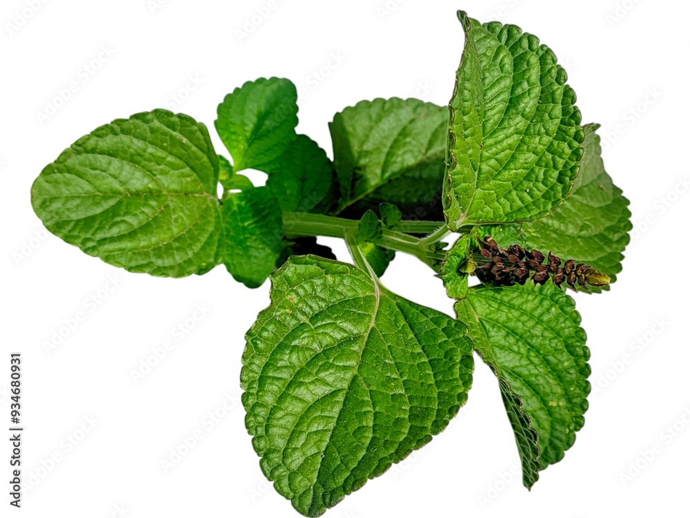 mint leaves isolated on white background mint leaves isolated on white background