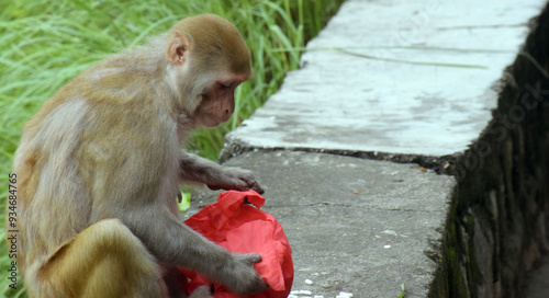 The red faced monkey is eating snacks. Macaque on the background of ancient temple photo