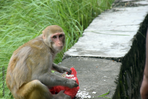 The red faced monkey is eating snacks. Macaque on the background of ancient temple photo