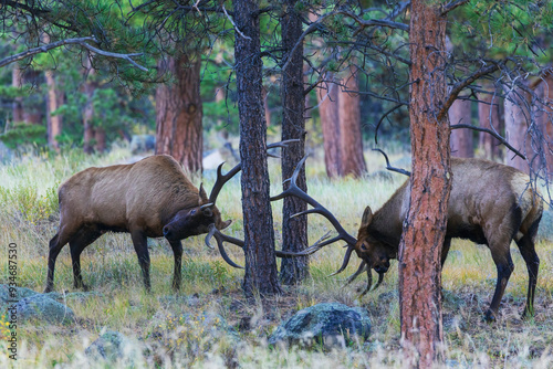 Bull elk fighting amongst the ponderosa Pine Trees for dominance, Colorado, USA photo