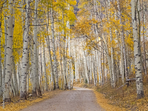 Colorado, Owl Pass, Crested Butte and aspen grove and dirt road in autumn colors photo