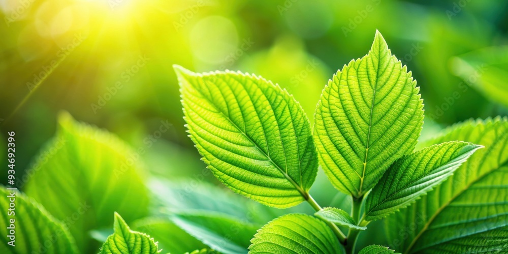 Vibrant and green fresh leaves close up , nature, foliage, plants, growth, organic, vibrant, lush, greenery, botanical, spring Vibrant and green fresh leaves close up , nature, foliage, plants, growth, organic, vibrant, lush, greenery, botanical, spring