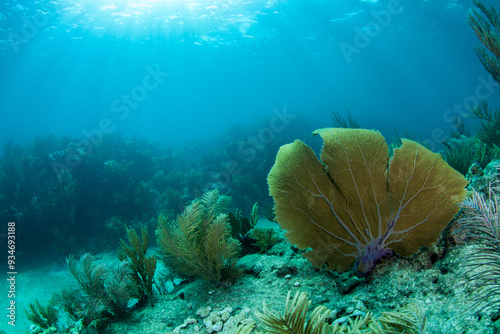 A purple sea fan sways in the clear blue water of Looe Key Reef off of Ramrod Key photo