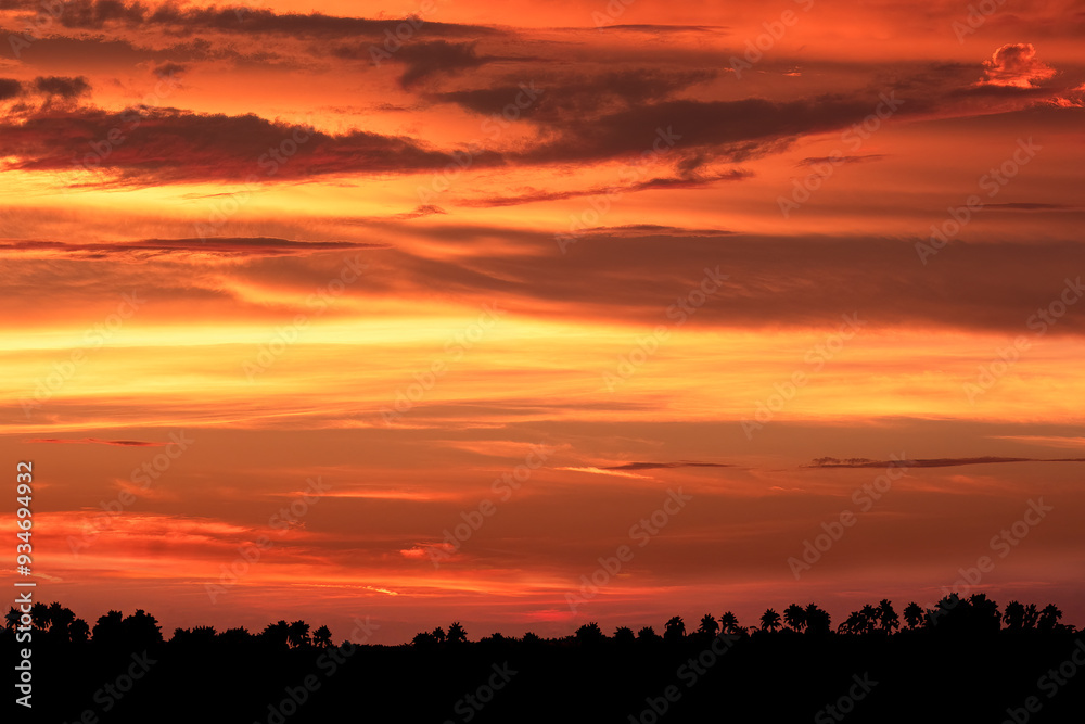 Sunset with palm trees silhouetted against the sky, Florida Sunset with palm trees silhouetted against the sky, Florida